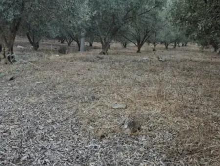 Çandır Köyün'de Satılık Zeytinlik