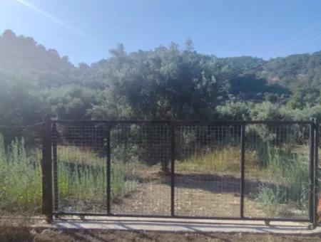 Çandır Köyün'de Satılık Zeytinlik