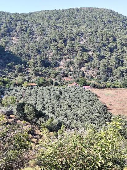 Köyceğiz Çandır Köyünde Satılık Zeytinlik Bahçesi