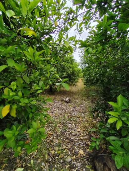 Okçular Mahallesin'de Satılık İmarlı Arsa